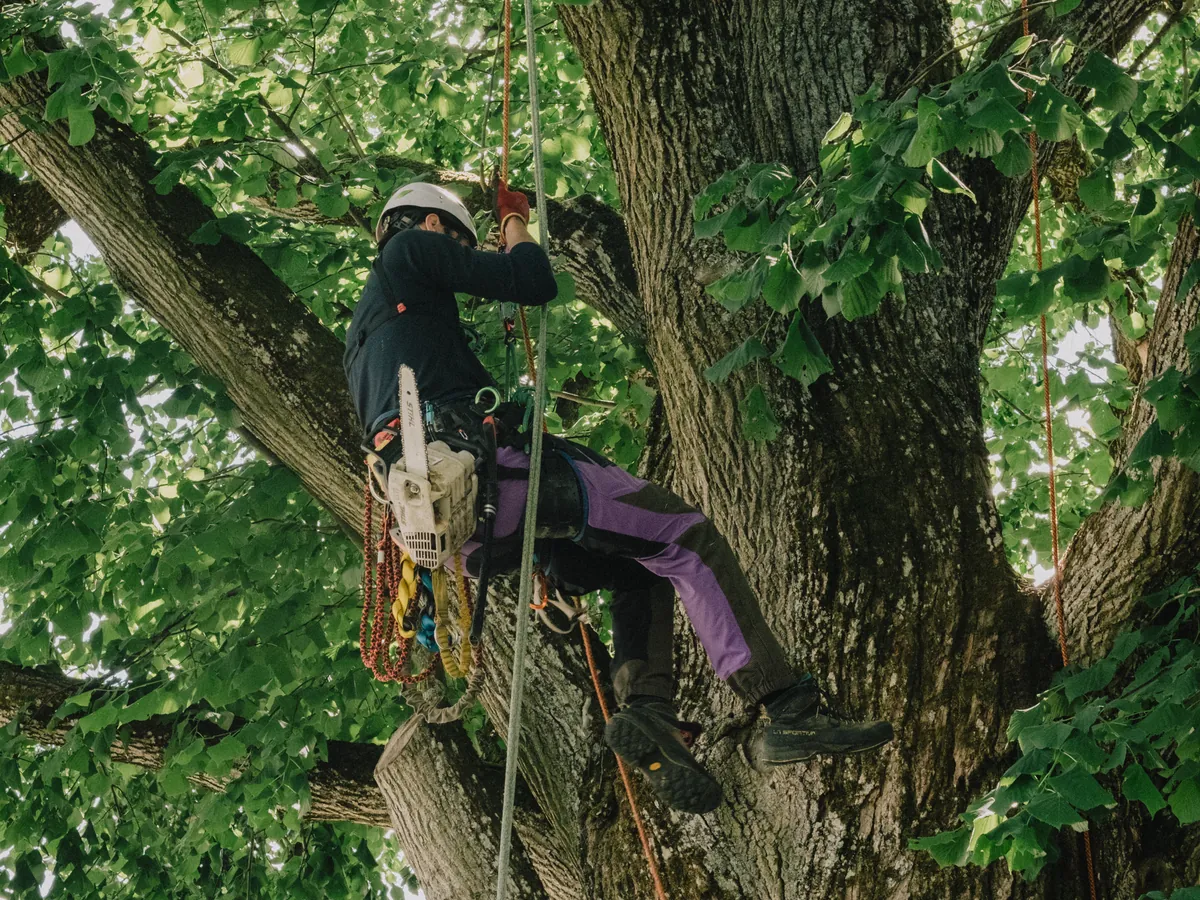 Giovanni Penzkofer klettert mit Motorsäge am Gurt in der Baumkrone.